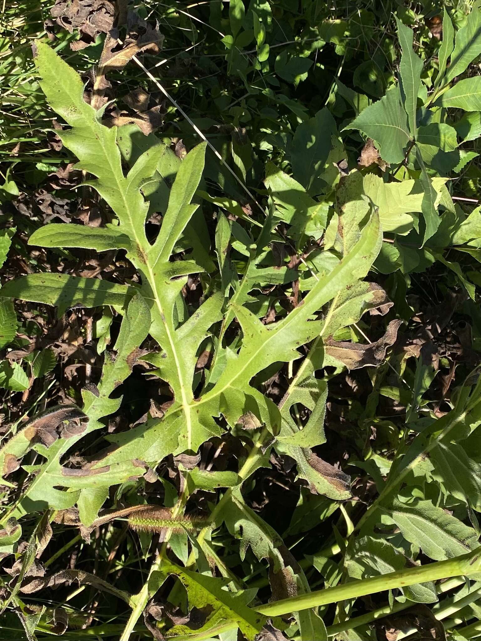 Image of tansy rosinweed