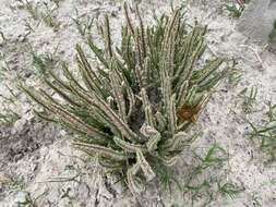 Image of Ceropegia longipedicellata (A. Berger) Bruyns