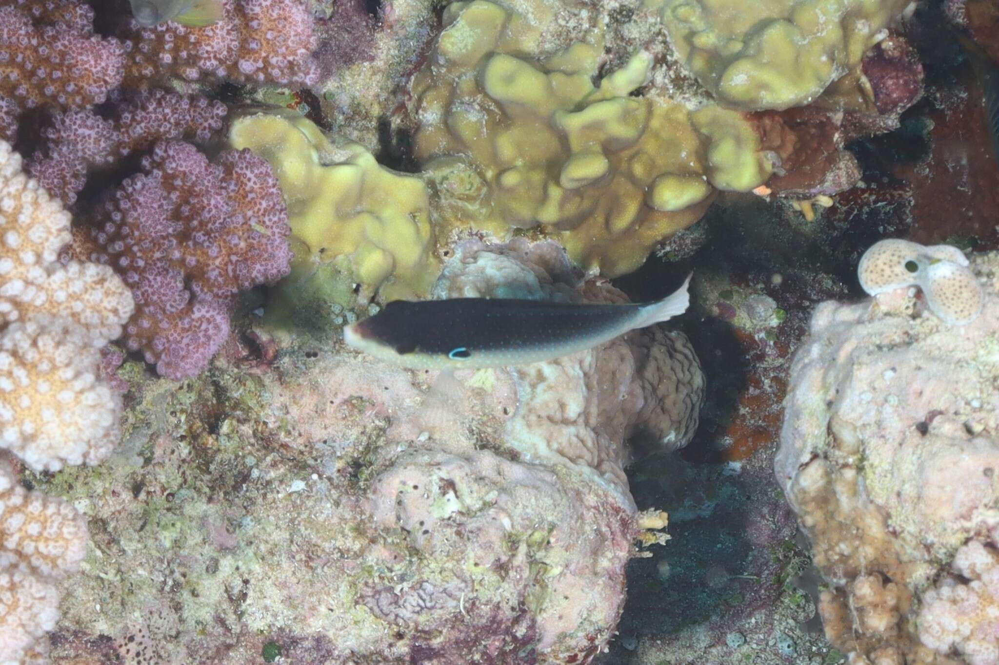 Image of New guinea wrasse