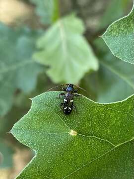 Image of Phymatodes nitidus Le Conte 1874