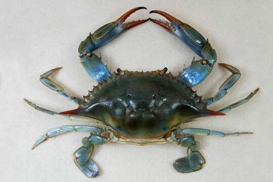 Image of blue crab