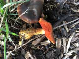 Image of Dermocybe splendida E. Horak 1983