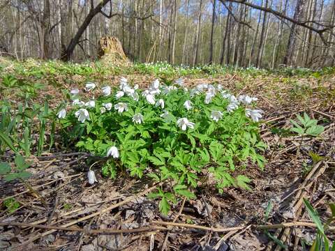 Image of Irkutsk anemone