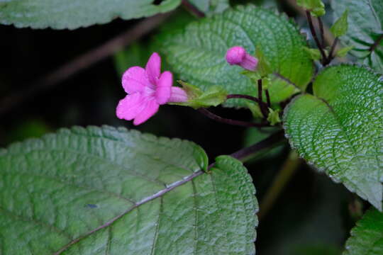 Sivun Chrysothemis melittifolia kuva