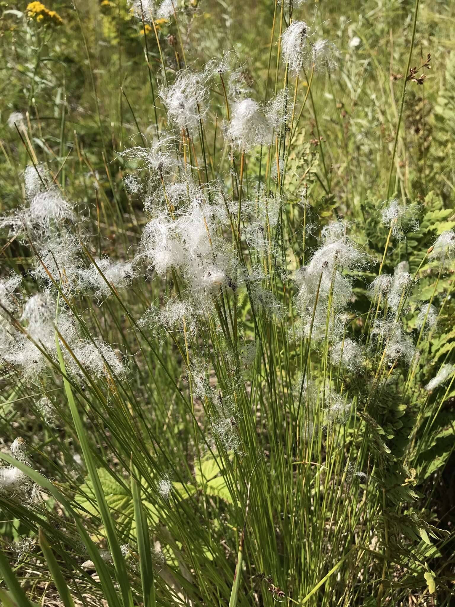 Trichophorum alpinum (L.) Pers. resmi