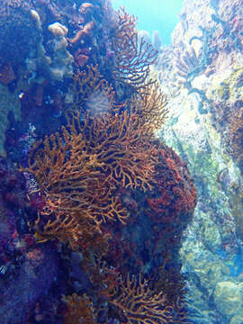 Image of Black Sea fan