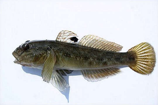 Image of Neogobius