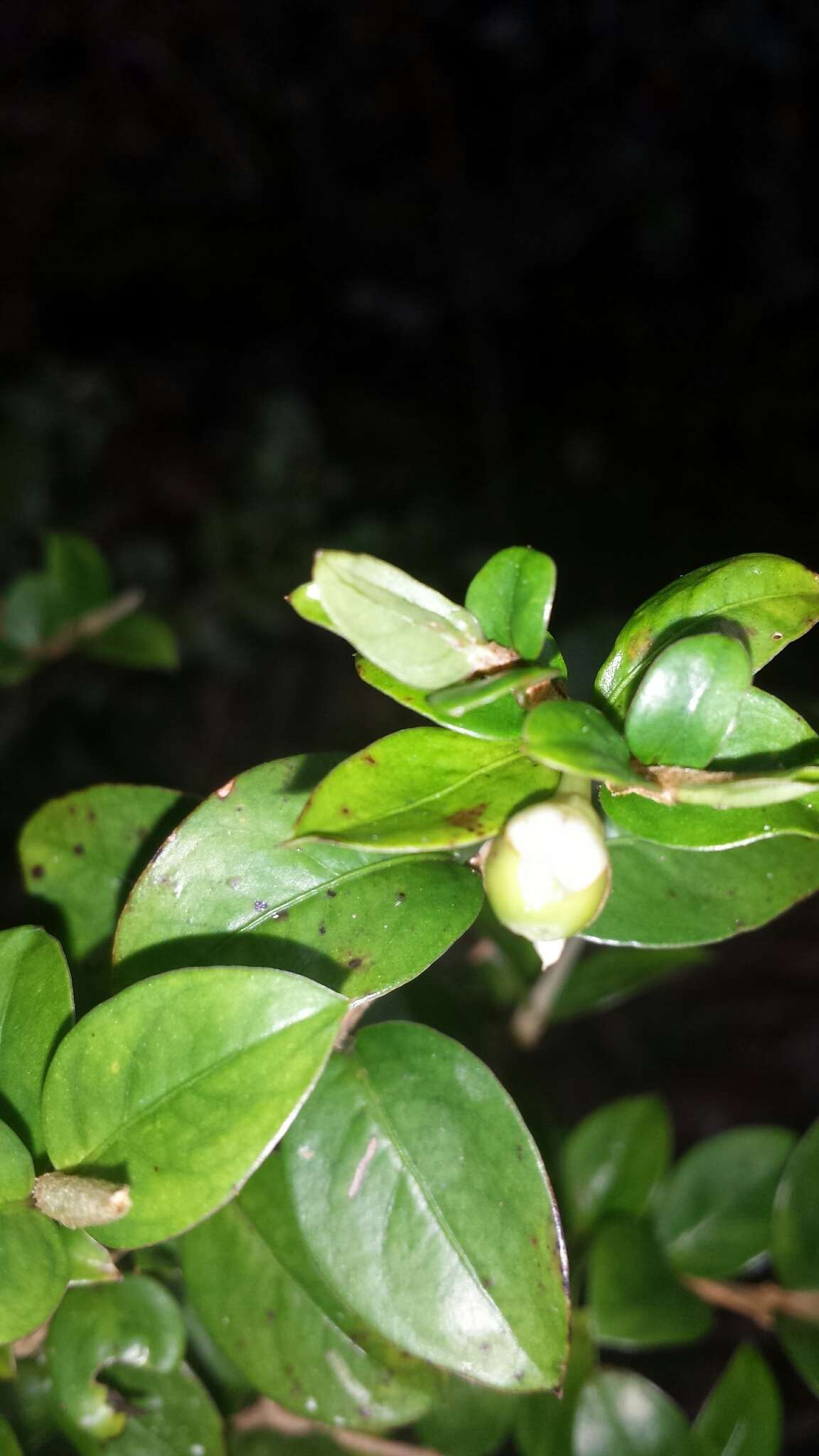 Image of Gaertnera madagascariensis (Hook. fil.) Malcomber & A. P. Davis