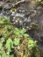 Image of Lettuce-Leaf Pseudosaxifrage