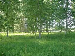 Image of Carolina poplar