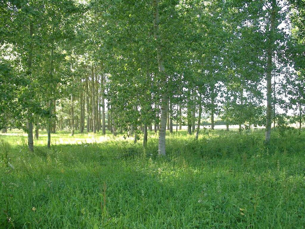 Image of Carolina poplar