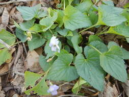 Image of Langlois' Violet