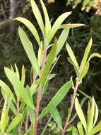 Image of Leucadendron uliginosum subsp. glabratum I. J. M Williams