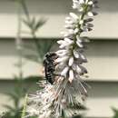 Image of Texas Leaf-cutter Bee