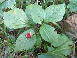 Rubus saxatilis L. resmi