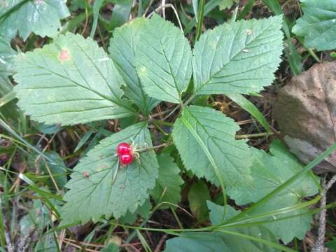 Image of Stone Bramble