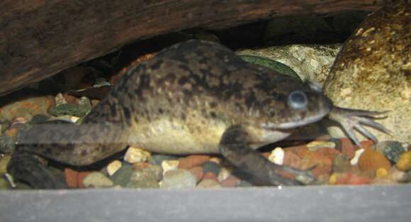 Image of African clawed frog