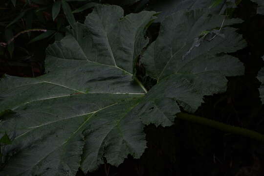 Image of giant rhubarb