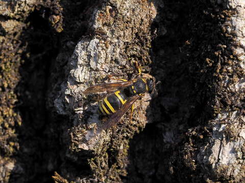 Image of Ancistrocerus nigricornis (Curtis 1826)