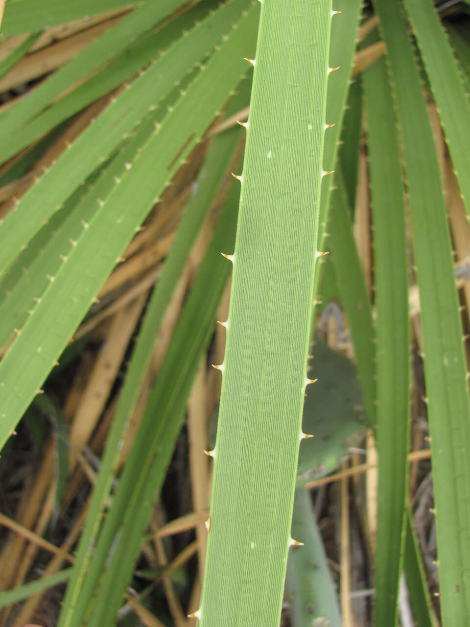 Image of green sotol