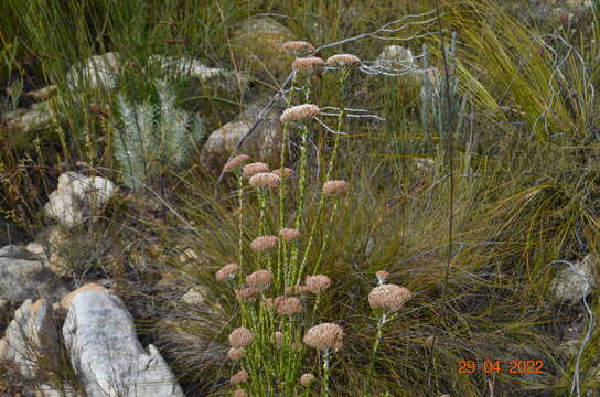 Image of Pretty Blombush