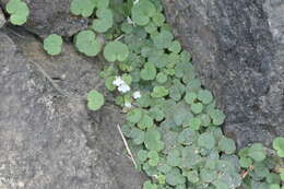 Image of Cymbalaria aequitriloba (Viv.) A. Cheval.