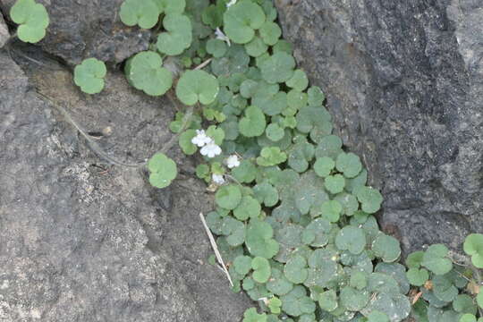 Image de Cymbalaria aequitriloba (Viv.) A. Cheval.