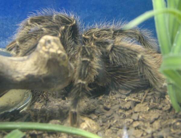 Image of Texas Brown Tarantula