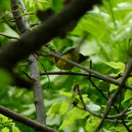 Image of Canada Warbler