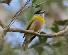 Image of Green-backed Becard