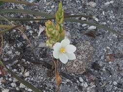 Image of Ornithogalum hispidum subsp. bergii (Schltdl.) Oberm.