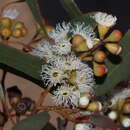 Image de Eucalyptus gracilis F. Müll.