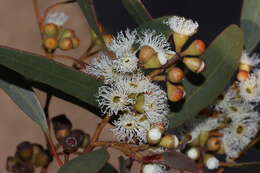 Sivun Eucalyptus gracilis F. Müll. kuva