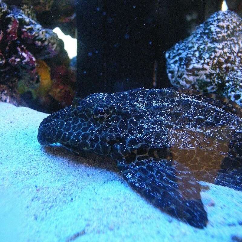 Image of Leopard pleco