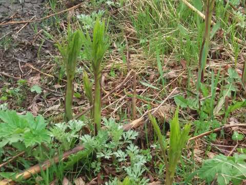 Image of Aleutian ragwort