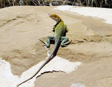 Image of Eastern Collared Lizard