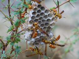 Image de Polistes cubensis Lepeletier 1836