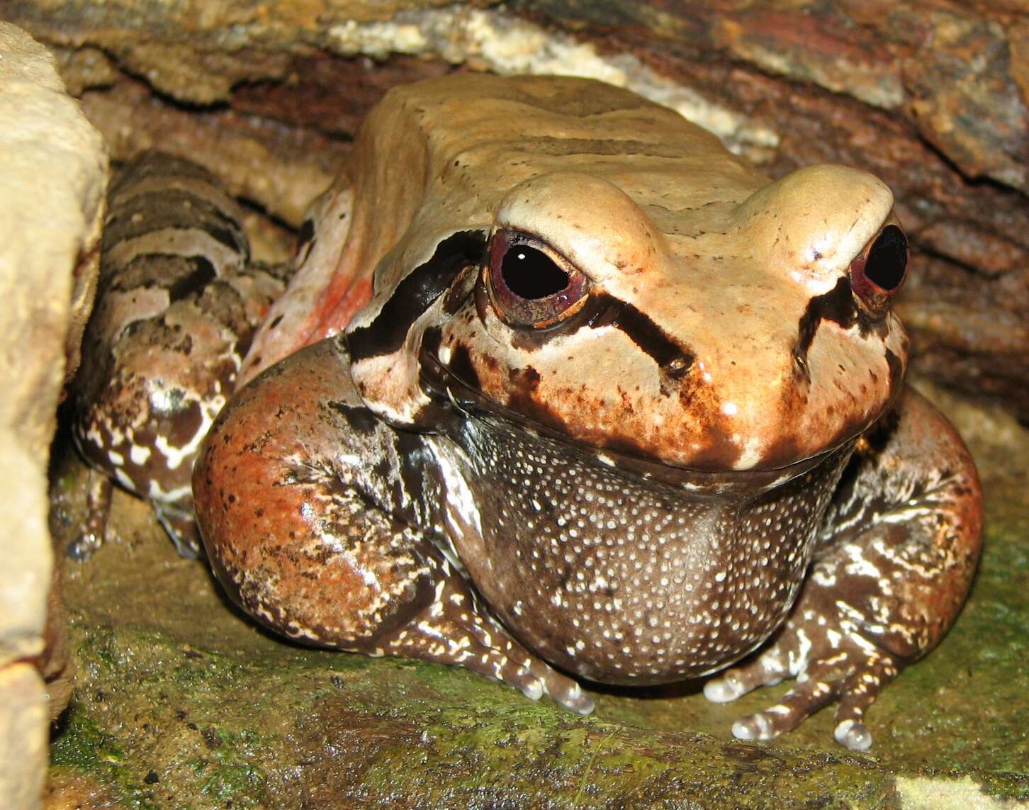 Image of Slender-fingered Bladder Frog