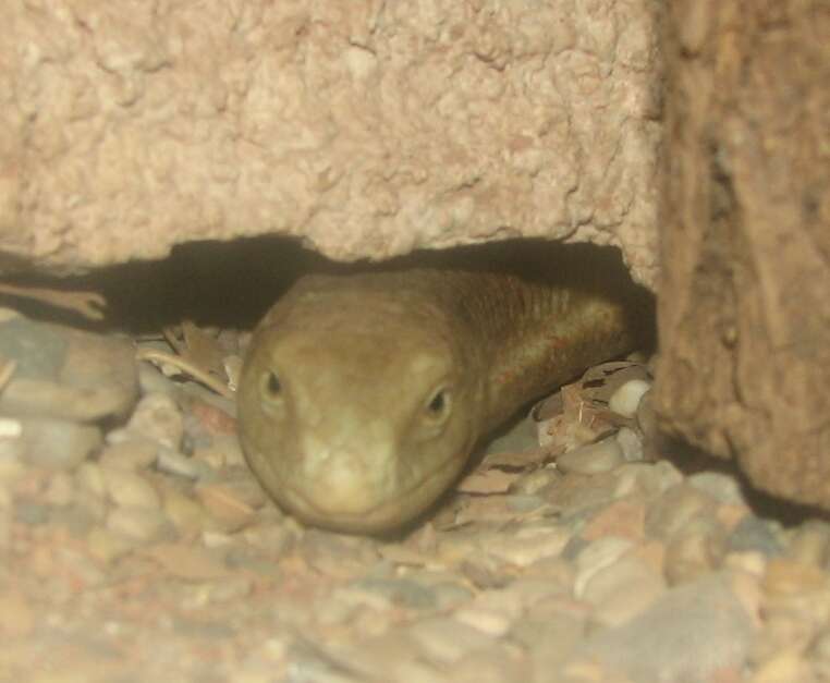 Image of legless lizard