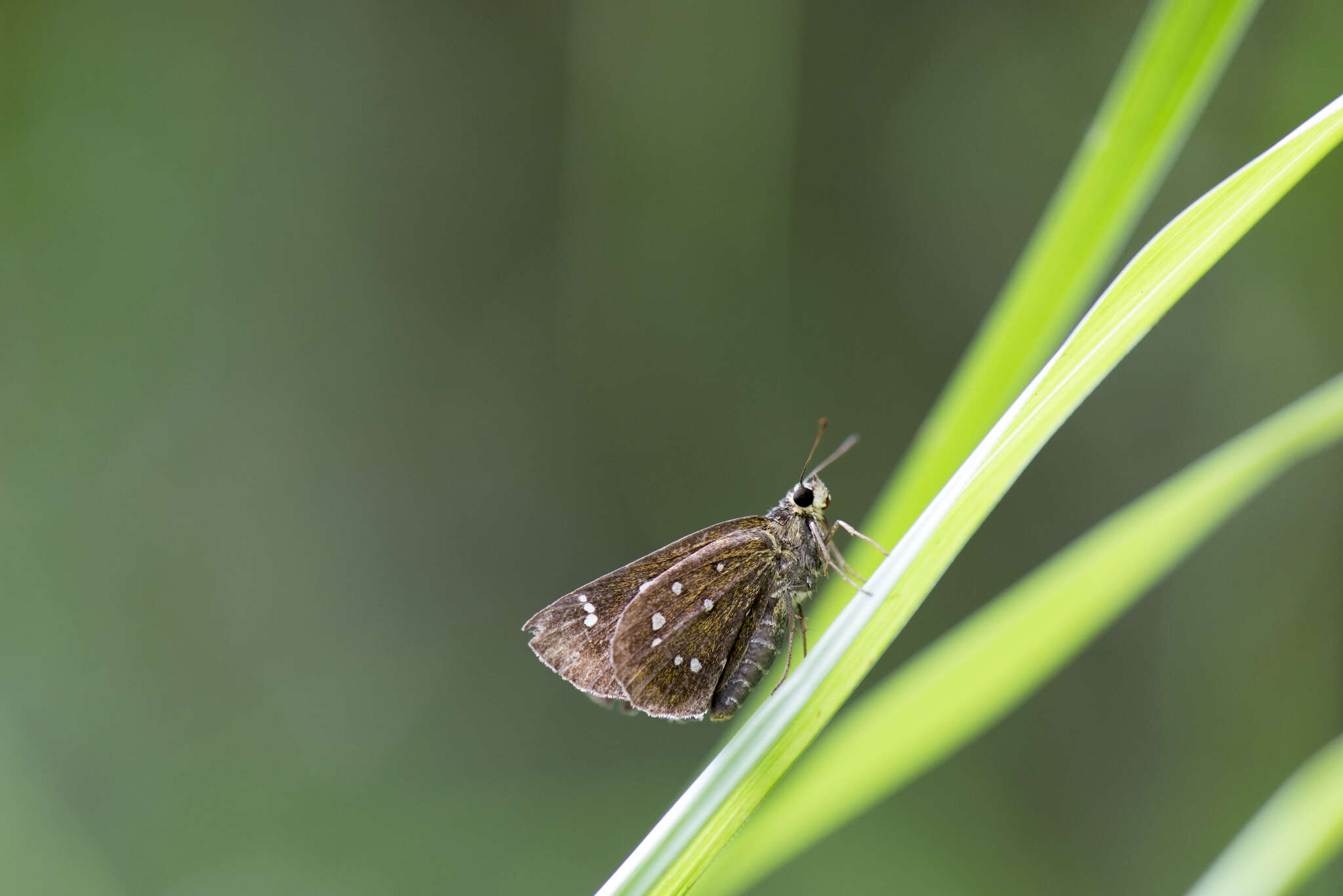 Слика од Isoteinon lamprospilus formosanus Fruhstorfer 1910