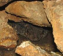 Image of Puerto Rican crested toad