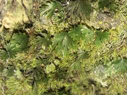 Image of tiny bristle fern