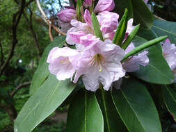 Imagem de Rhododendron fortunei T. Moore ex Lindl.