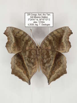 Image of Junonia chorimene Guérin-Meneville 1844