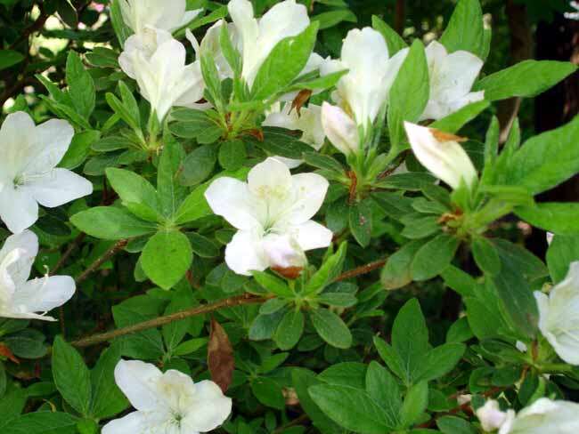 Imagem de Rhododendron mucronatum (Bl.) G. Don