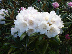 Image de Rhododendron degronianum Carr.