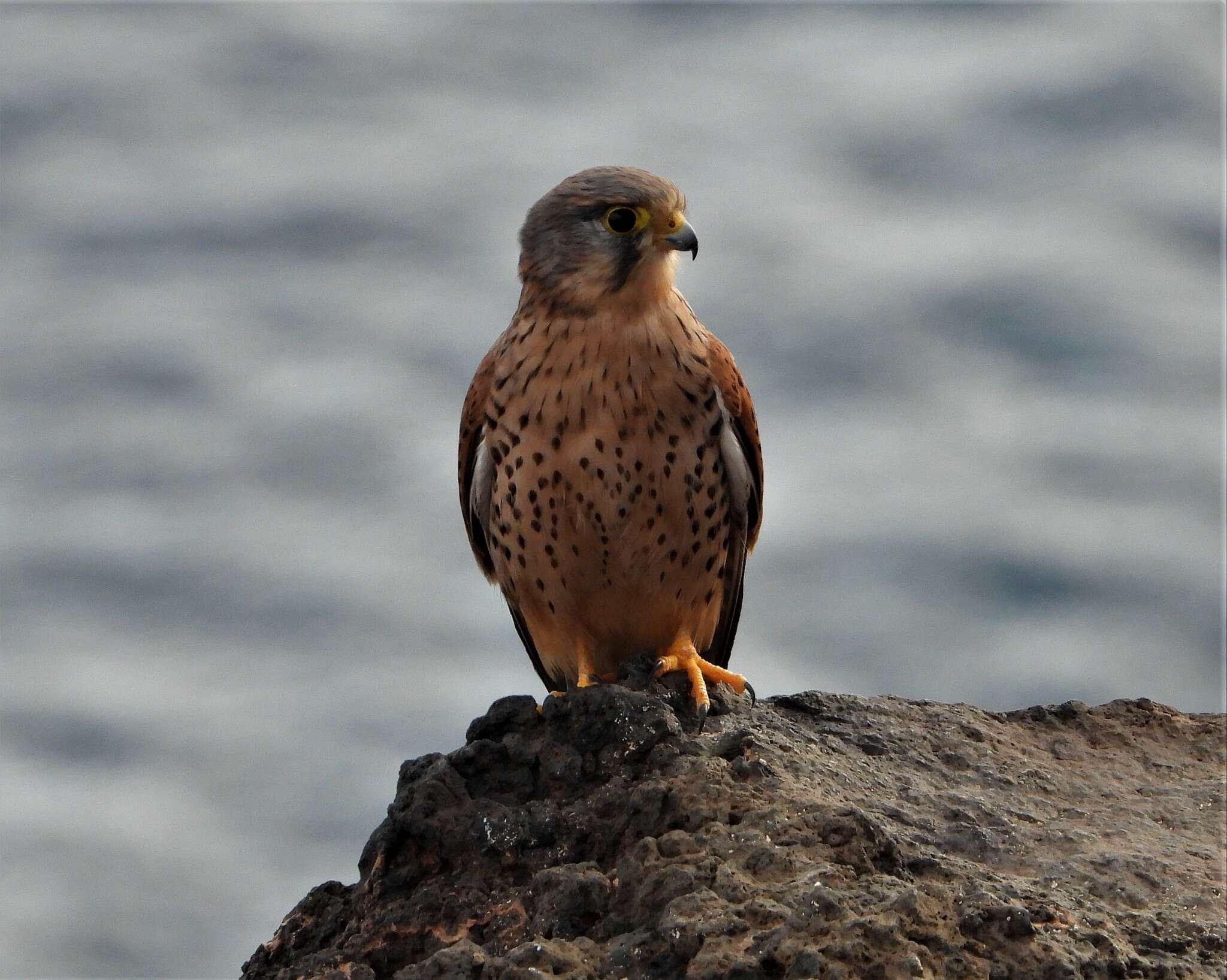 Falco tinnunculus dacotiae Hartert 1913 resmi