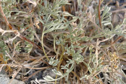 Plancia ëd Artemisia potentilloides var. nitrophila (Cronquist) C. R. Hobbs & B. G. Baldwin