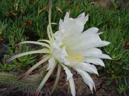 Echinopsis resmi