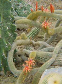 صورة Cleistocactus winteri D. R. Hunt